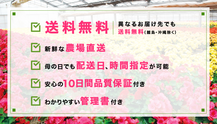 母の日で贈られるお客さまへ ベゴニアライフ ベゴニアの生産農家母の日に最適な鉢植えギフト