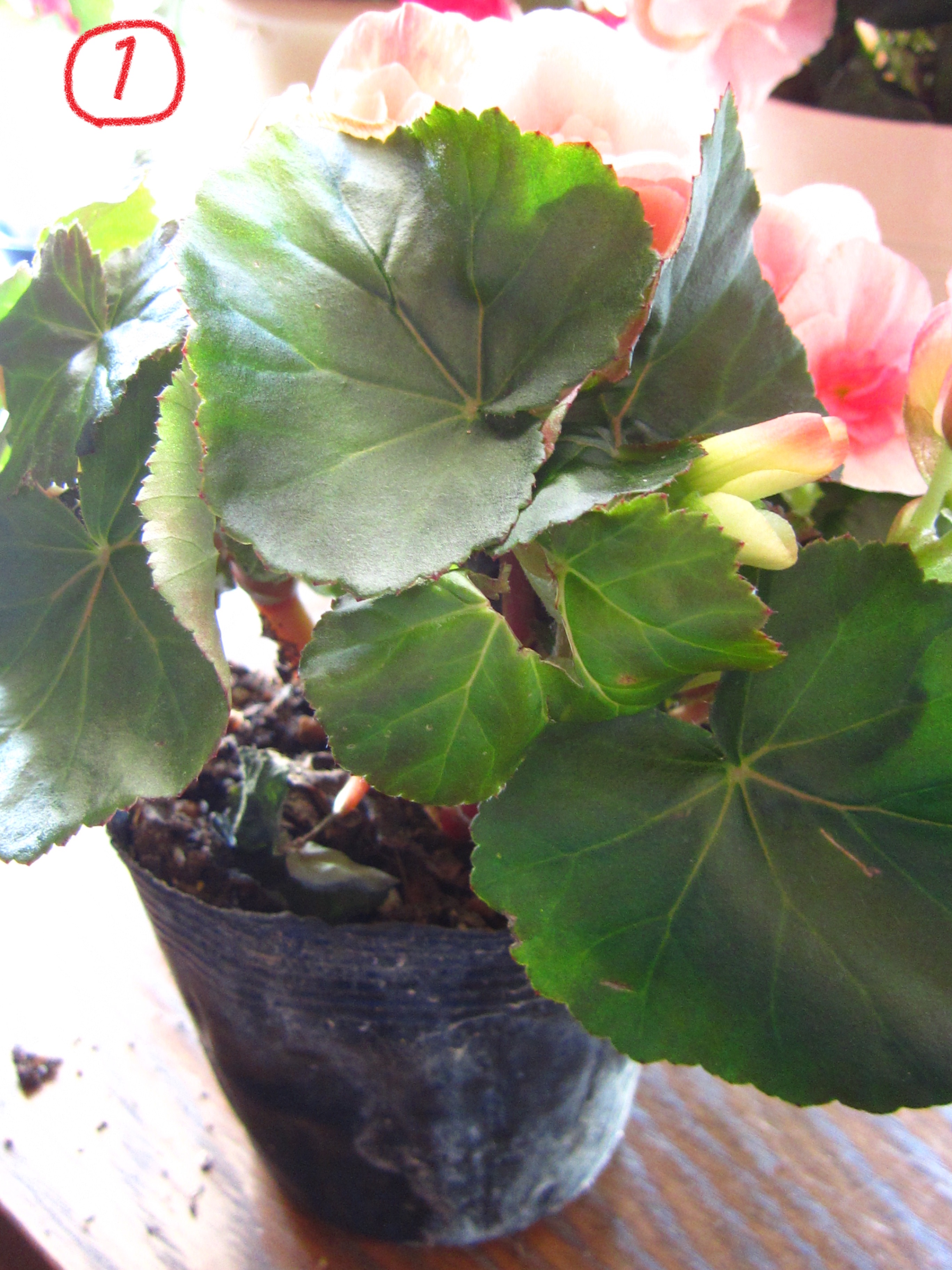 切り戻しとは ベゴニアライフ ベゴニアの生産農家母の日に最適な鉢植えギフト