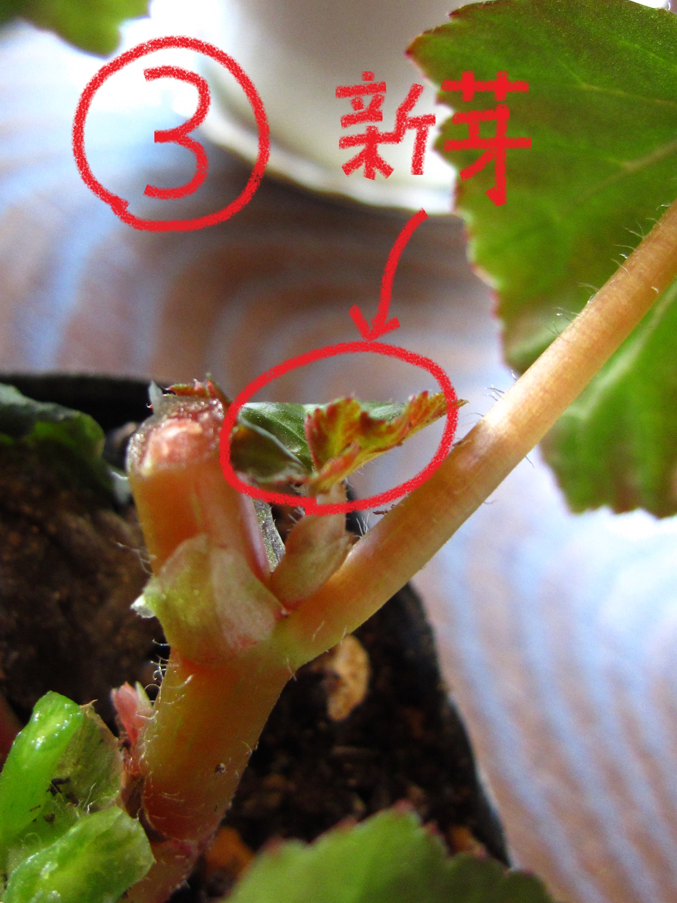 切り戻しとは ベゴニアライフ ベゴニアの生産農家母の日に最適な鉢植えギフト