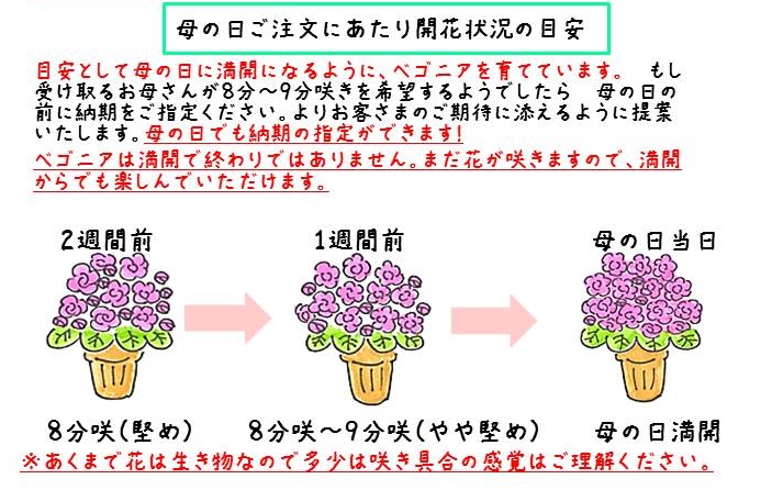 ベゴニアSサイズ6鉢（お任せ詰め合わせ）